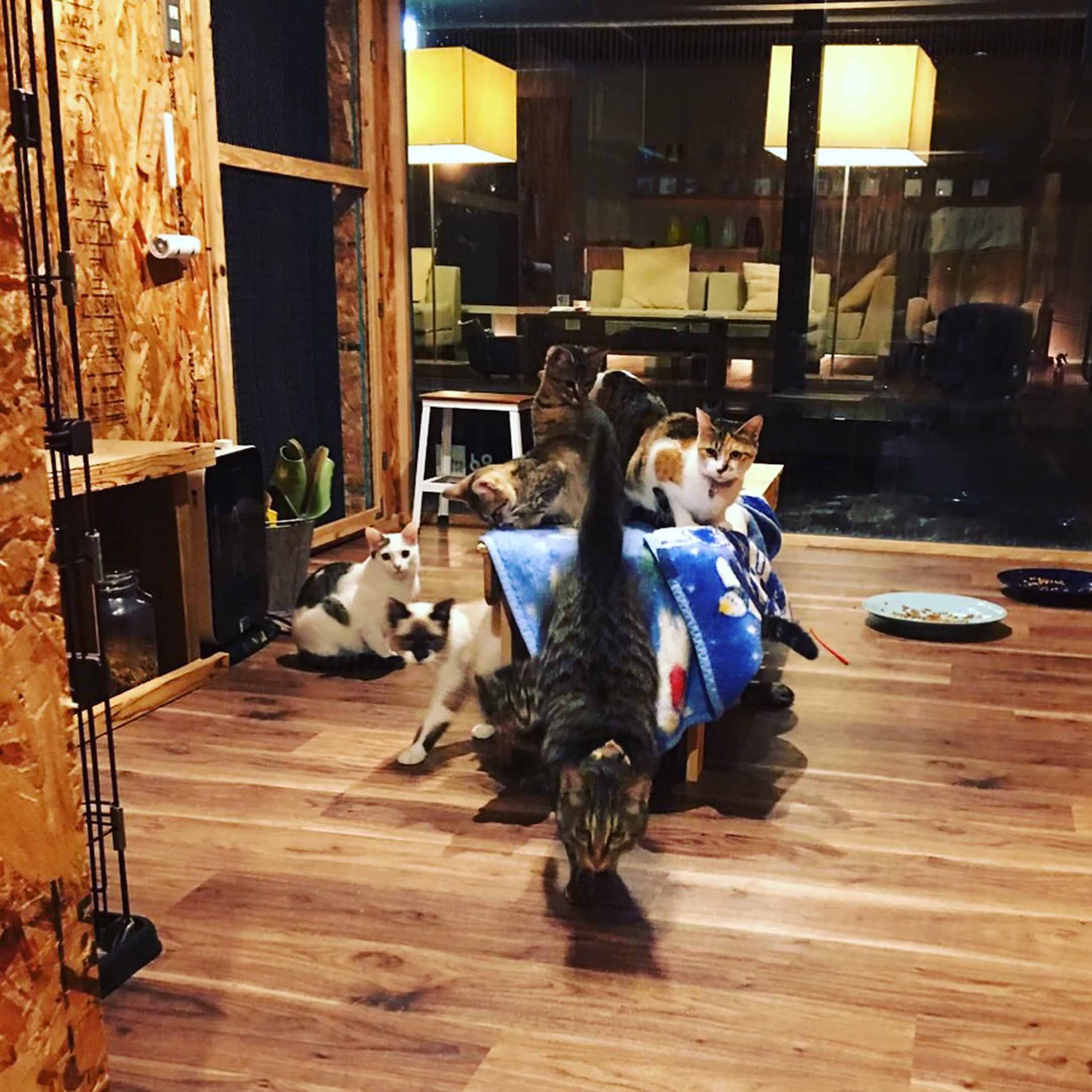 夜の猫庭・複数の保護猫たちとくつろぐ空間